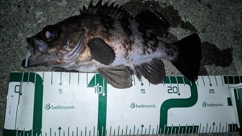 メバルの釣果