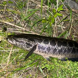 タイワンドジョウ