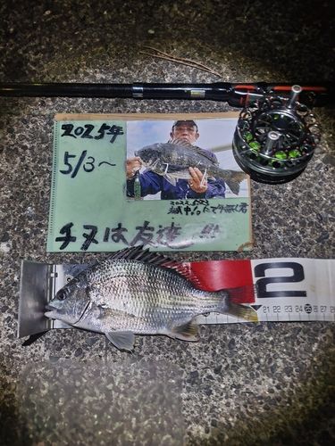 キチヌの釣果