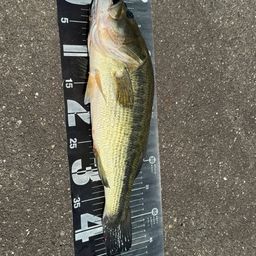 ラージマウスバス