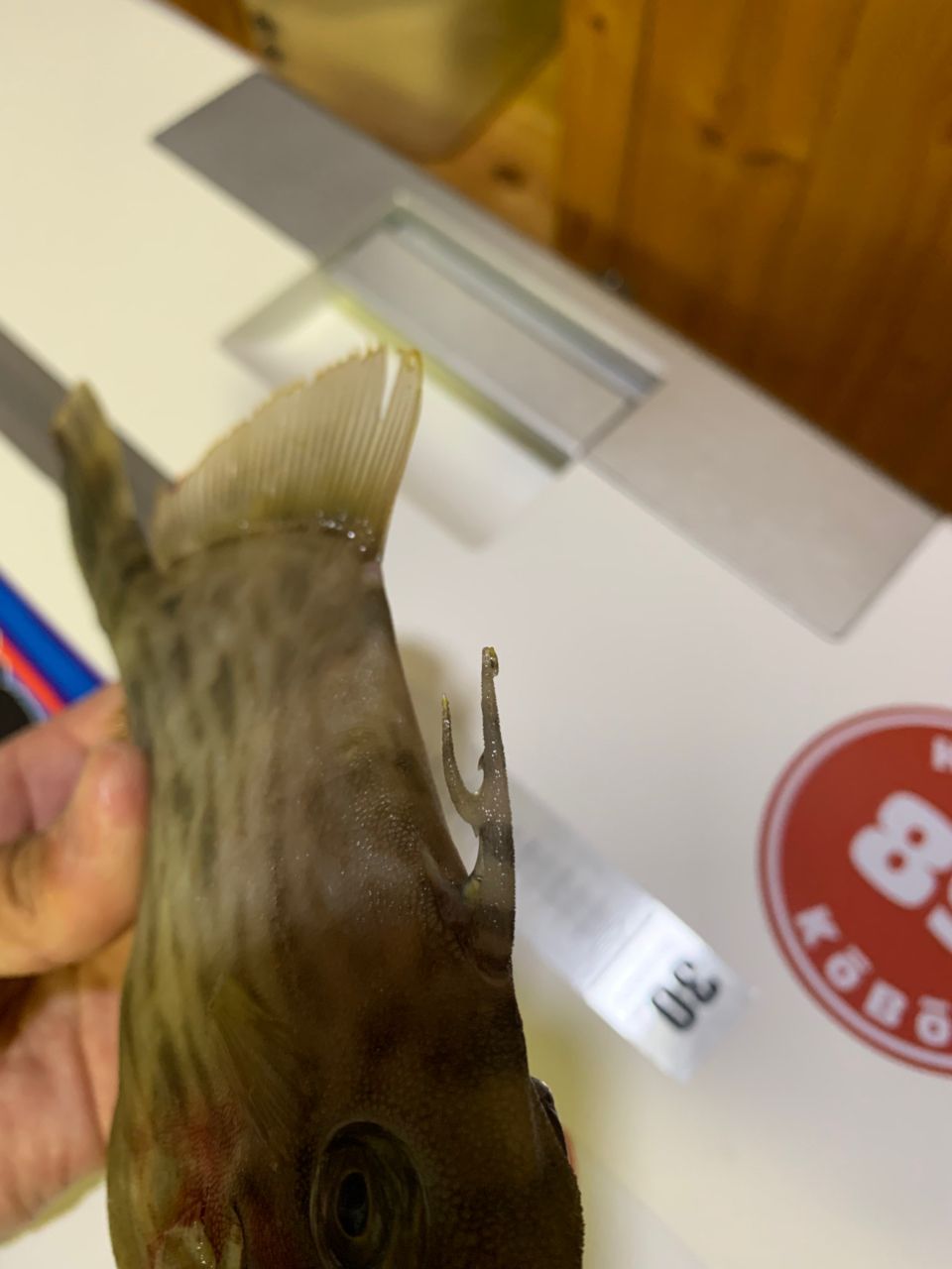 和歌山のもりもっちゃんさんの釣果 2枚目の画像