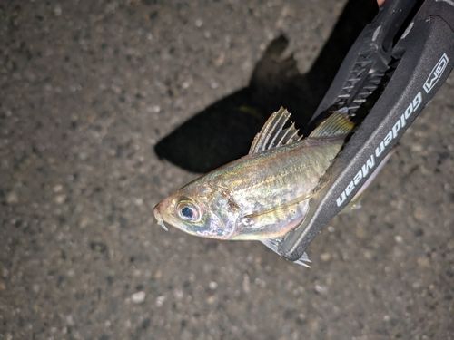 マアジの釣果
