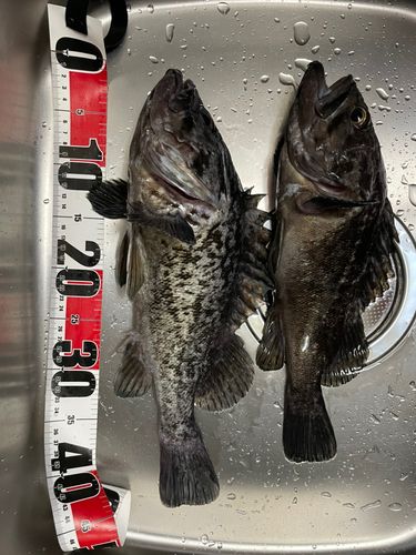 クロソイの釣果