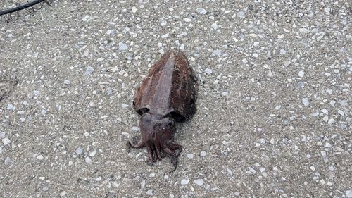 コウイカの釣果