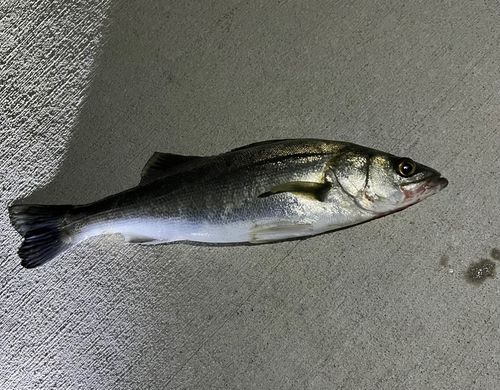 セイゴ（マルスズキ）の釣果