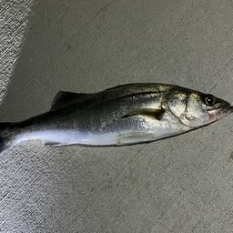 セイゴ（マルスズキ）