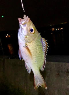 バラフエダイの釣果