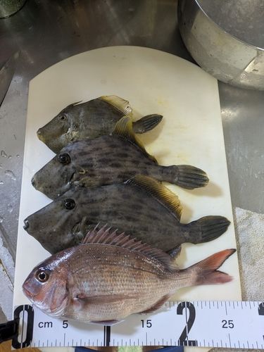 カワハギの釣果