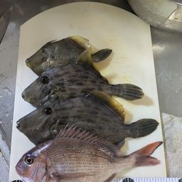 カワハギ
