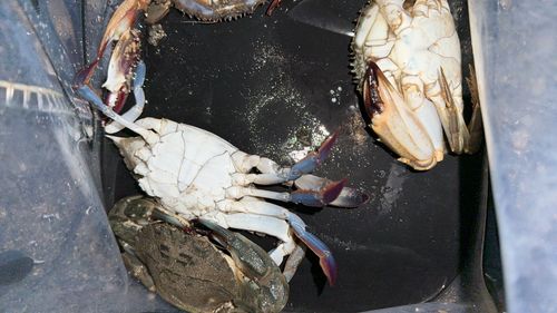 カニの釣果