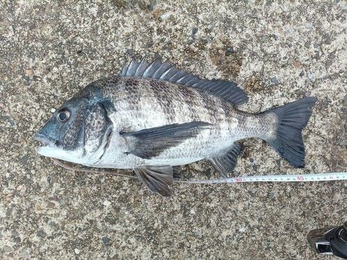 クロダイの釣果