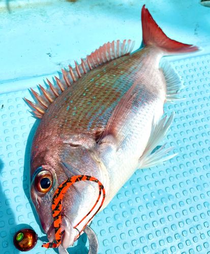 マダイの釣果