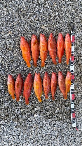 アカハタの釣果