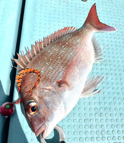 マダイの釣果