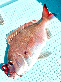 マダイの釣果
