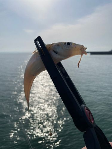 キスの釣果