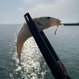 キス