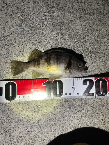 メバルの釣果