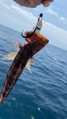 アカエソの釣果