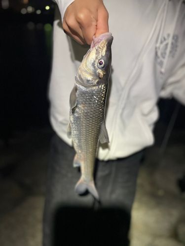 ニゴイの釣果