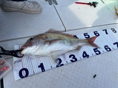 マダイの釣果