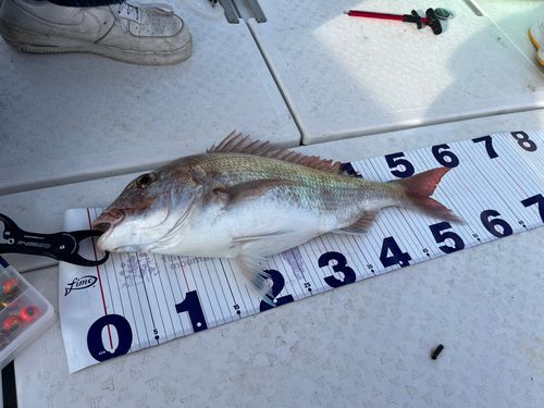 マダイの釣果