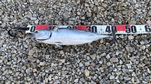 スマガツオの釣果