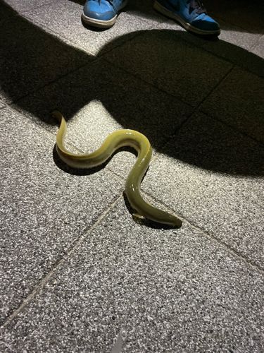 ウナギの釣果