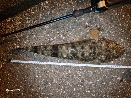 マゴチの釣果