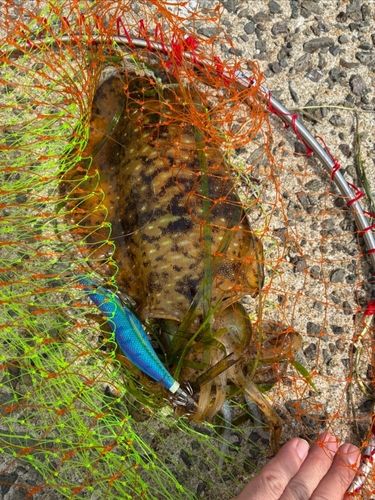 ミズイカの釣果