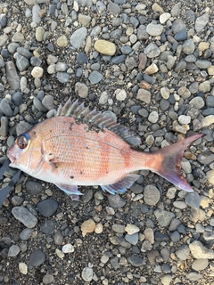タイの釣果