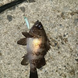 メバル