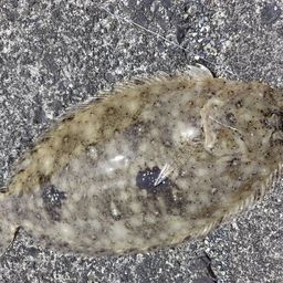 トゲダルマガレイ