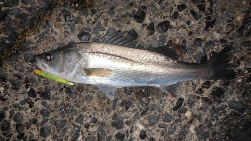 シーバスの釣果