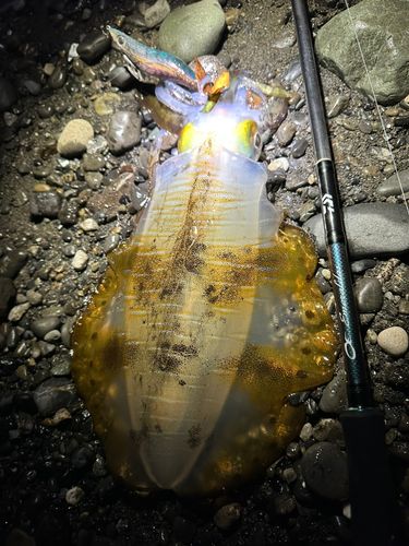 アオリイカの釣果