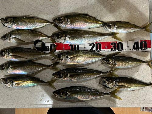 アジの釣果