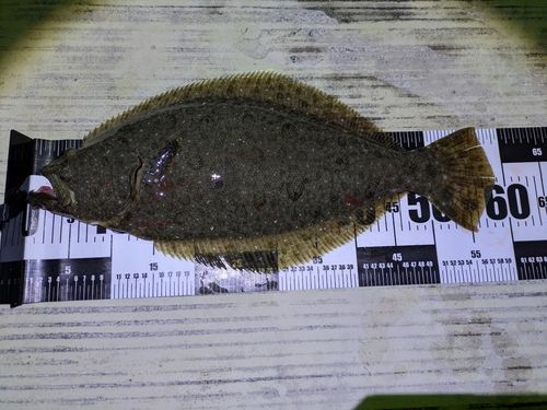 ヒラメの釣果