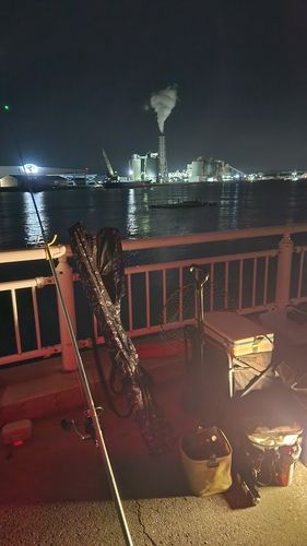 マアナゴの釣果