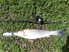 ウグイの釣果