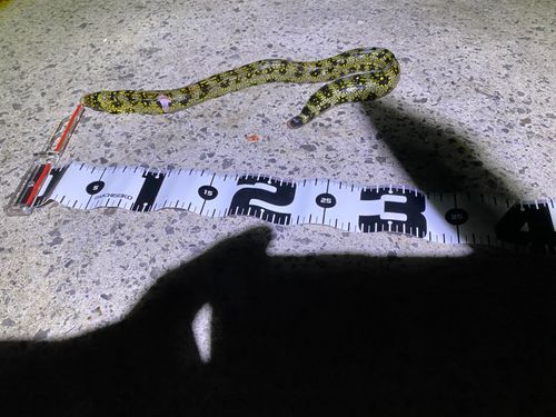 ウツボ