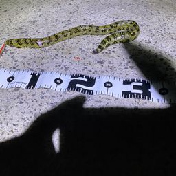 ウツボ