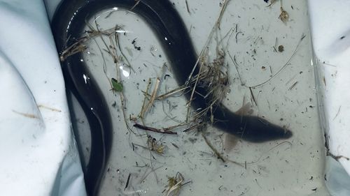 ウナギの釣果