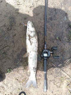 ウグイの釣果