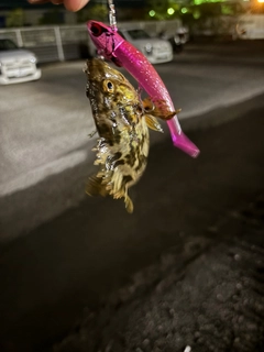 タケノコメバルの釣果