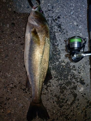 シーバスの釣果