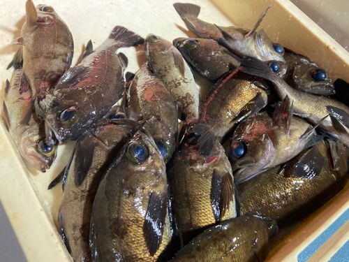 メバルの釣果