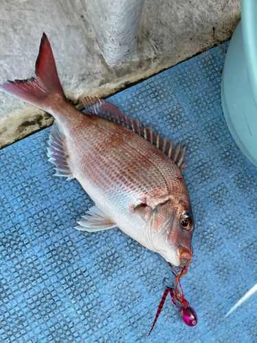 マダイの釣果
