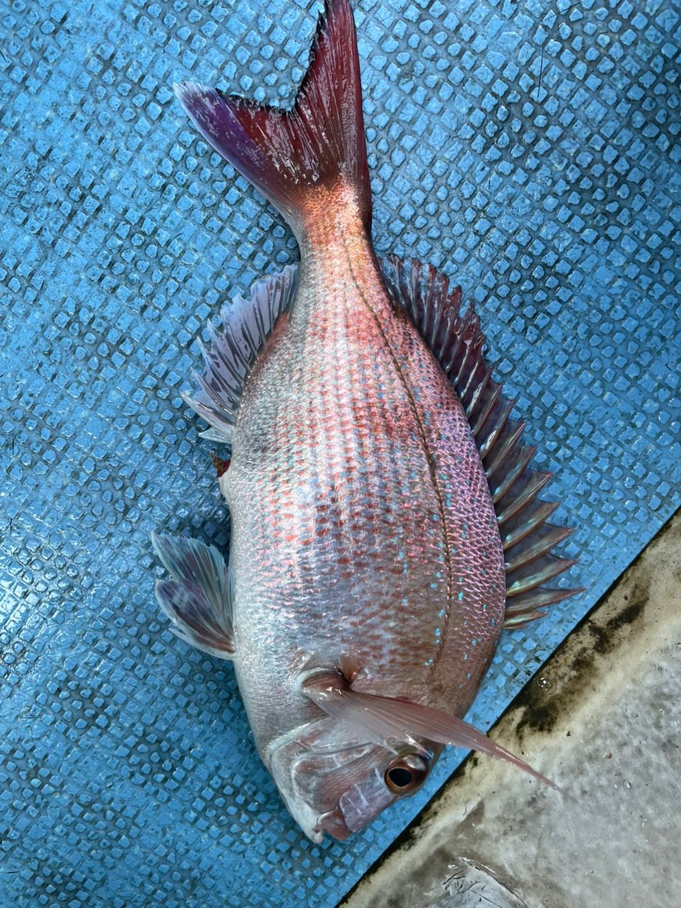 ジギング見習いさんの釣果 2枚目の画像