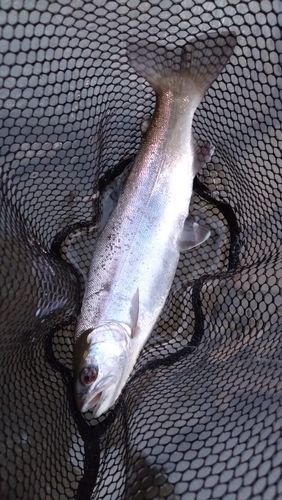 レインボートラウトの釣果