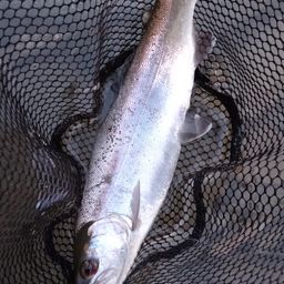 レインボートラウト